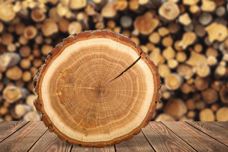 Baumscheiben in verschiedenen Größen und Holzarten